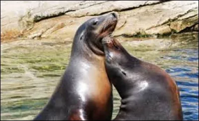 L'intrus dans le sous-ordre des PINNIPÈDES :