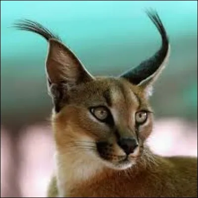 L'intrus dans la famille des FÉLIDÉS :