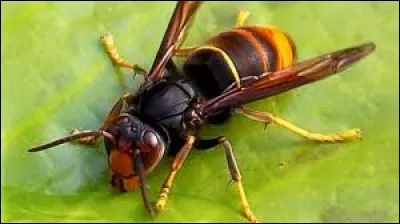 Intrus dans l'ordre des HYMÉNOPTÈRES :