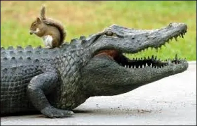 L'intrus dans l'ordre des CROCODILIENS :