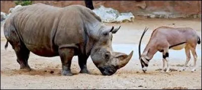 L'intrus dans l'ordre des ONGULÉS :