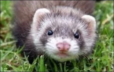 L'intrus dans la famille des MUSTÉLIDÉS :