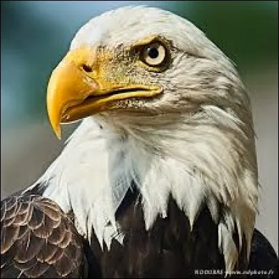 L'intrus dans l'ordre des RAPACES :