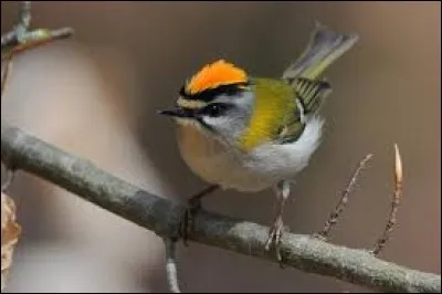 L'intrus dans l'ordre des PASSÉRIFORMES :