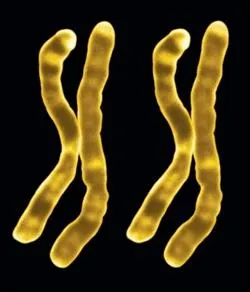 Si vous avez des chromosomes XX, vous êtes...