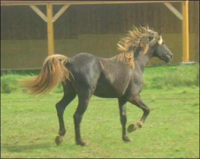 Quelle est cette race de chevaux ?