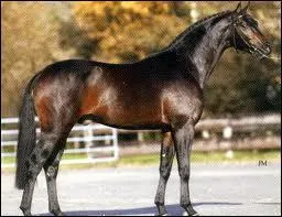 Quelle est cette race de chevaux ?