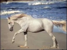 Quelle est cette race de chevaux ?