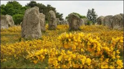 Terres incultes, royaumes des genêts, des bruyères et des ajoncs