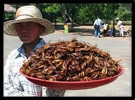 Le terme utilis pour dsigner la consommation d'insectes par l'tre humain est :