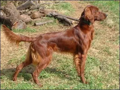 Quelle est cette race de chien ?