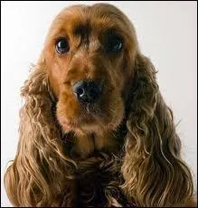 Que signifie l'expression 'ne fait pas tes yeux de cocker' ?