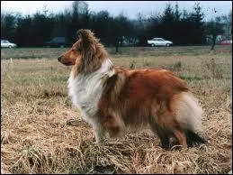 Quelle est la race du chien Lassie ?