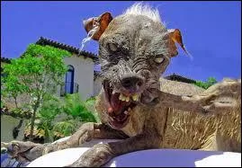 Quelle tait la particularit de ce chien ? (car il est mort)