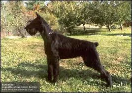 Quelle est cette race de chien ?