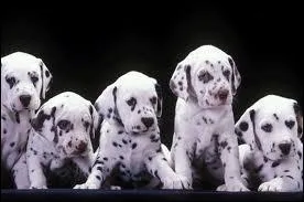 Les dalmatien ont jou dans quel film ?