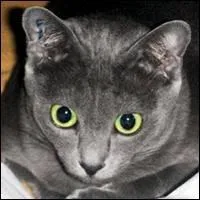 De quelle race est ce chat ?