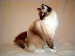 Quelle est sa race ?