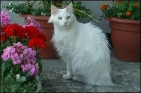 Quelle race est-ce ?