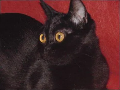 Quelle est sa race ?