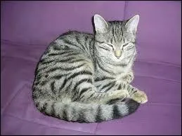 De quelle race est-il ?