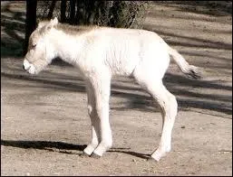 Quelle est sa race ?