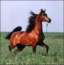 De quelle race est-il ?