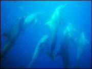 Combien exsite-t-il d'espces de dauphins dans le monde ?