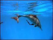 Ctac vient du grec ancien et signifie :