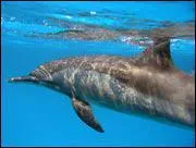Exsite-t-il des dauphins vivants en eau douce ?