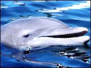 Y a-t-il un chef dans les groupes de dauphins ?