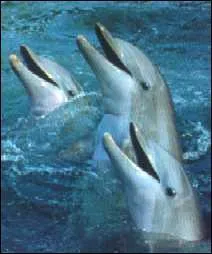 Le dauphin est-il vivipare ?