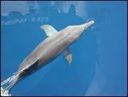 Combien dure la gestation d'un dauphin ?