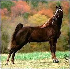 Quelle est la race de ce cheval ?