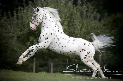 Quelle est la race de ce cheval ?