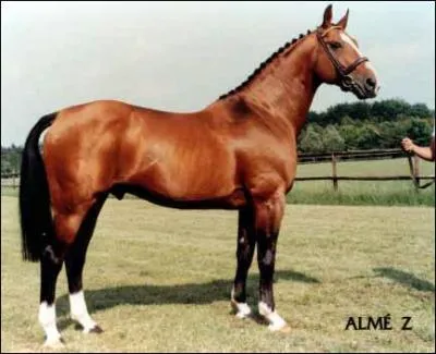 Quelle est la race de ce cheval ?