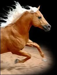 Quelle est la race de ce cheval ?