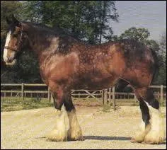 Quelle est la race de ce cheval ?