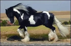 Quelle est la race de ce cheval ?