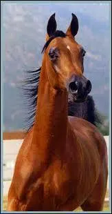 Quelle est la race de ce cheval ?