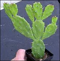 Quel est ce cactus ?