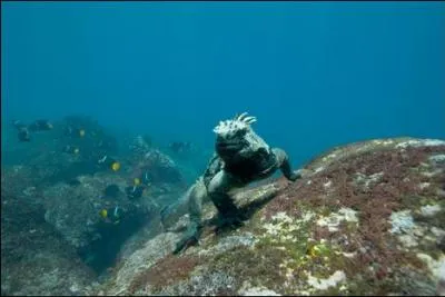 Quel est cet iguane ?