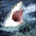 Quel est cet animal ?