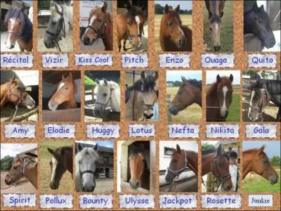 Quel est le pays d'origine du Shetland ?