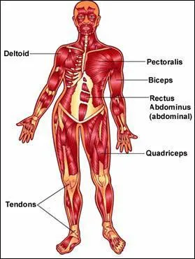 Combien de muscles compte le corps humain ?