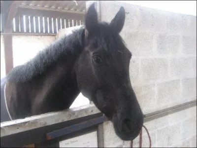 Nous ... (partir) au Brsil.