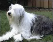 Quelle est cette race de chien ?