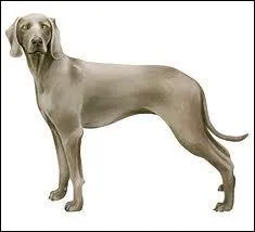 Quelle est cette race de chien ?