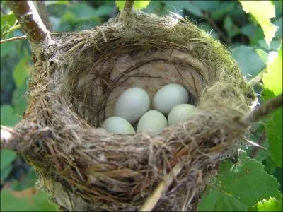 Si sur la route on parle de "nid-de-poule", comment est le nid en broderie ?