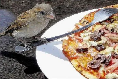 Lorsque l'on parle d'une personne qui mange très peu, on dit qu'elle a un appétit de :